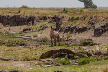 Fototapeta na wymiar Maasai Mara National Reserve, Narok, Kenya