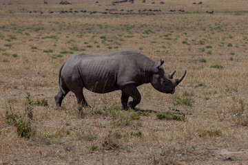 Obraz premium Maasai Mara National Reserve, Narok, Kenya