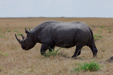 Maasai Mara National Reserve, Narok, Kenya