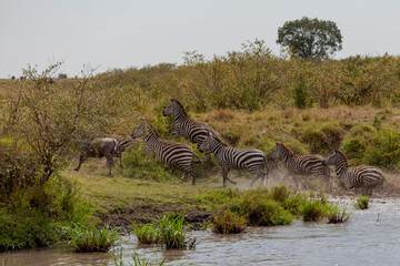 Fototapeta na wymiar Maasai Mara National Reserve, Narok, Kenya