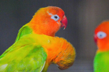 ボタンインコ