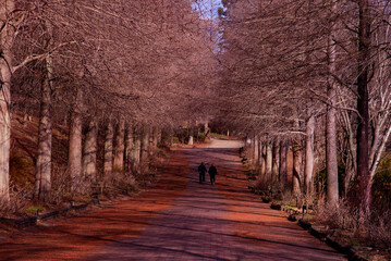  兵庫県加東市・播磨中央公園 四季の庭冬の季節映画ロケの道 