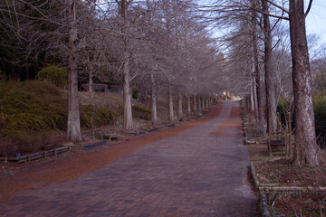 兵庫県加東市・播磨中央公園 四季の庭冬の季節映画ロケの道