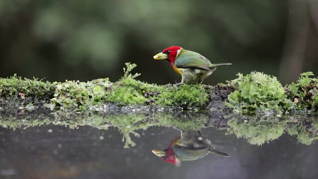 red color bird on the branch The Torito Cabecirrojo plays a crucial role in the ecosystems it inhabits by feeding on a diet of fruits and insects. Its presence contributes to the overall biodiversity 