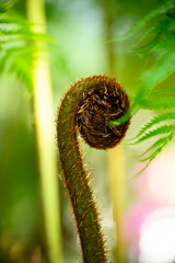Unfurling Fern Tip in ornamental garden