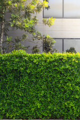 Obraz premium Plants at The Green Fence of Building, Green leaves plant wall. Green tree wall fence with a concrete wall.