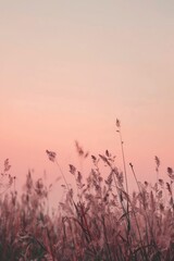 closeup field tall grass pink sky background transparent dried petals lake faint air delicate soft hazy lighting breathe aesthetics pastel fur