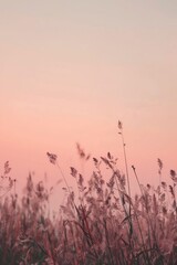 Obraz premium closeup field tall grass pink sky background transparent dried petals lake faint air delicate soft hazy lighting breathe aesthetics pastel fur