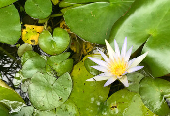 Water lily and insect