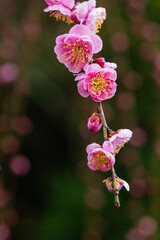 月ヶ瀬梅林の枝垂れ梅