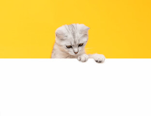 Small white kitten head with black stripes, paw up on blank white paper, cat Scottish fold breed on orange background. for advertising signs.