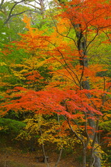 景観・旅行　紅葉, 京都