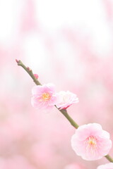 絶景の日本　花