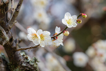 片岡梅林の白梅