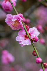 月ヶ瀬梅林の枝垂れ梅