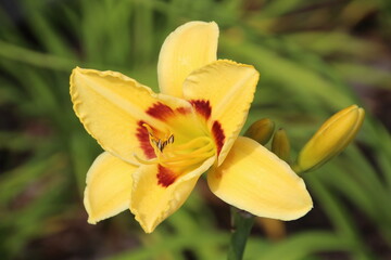 Fototapeta premium yellow flower