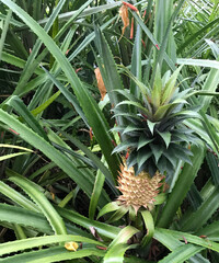 Pineapple ripening on the plant
