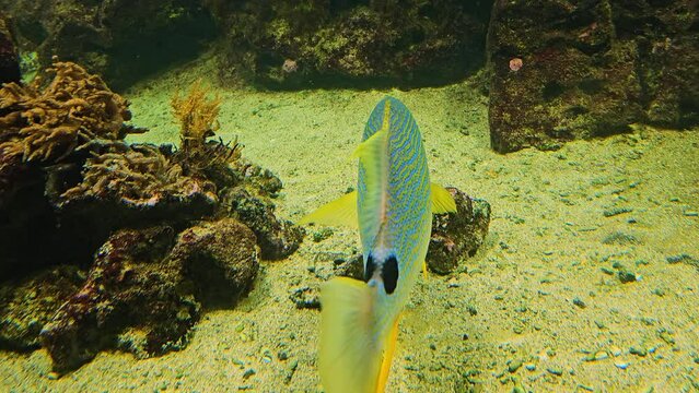  Close view of a  Sailfin snapper  fish swimming in circles around a reef
