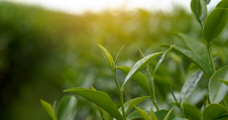 Green tea tree leaves field Fresh young tender bud herbal in farm on summer morning. Sunlight Green...