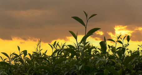 Green tea tree leaves field Fresh young tender bud herbal in farm on summer morning. Sunlight Green tea tree plant camellia sinensis in organic farm. Close up Tree tea plant green nature in morning