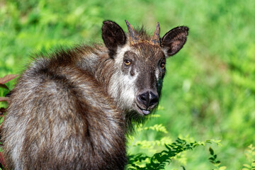 ニホンカモシカ