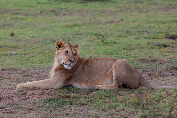 Maasai Mara National Reserve, Narok, Kenya