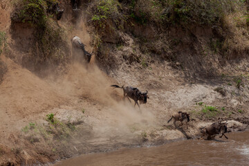 Maasai Mara National Reserve, Narok, Kenya