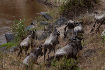 Maasai Mara National Reserve, Narok, Kenya