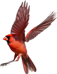 Fototapeta premium Watercolor of a Northern Cardinal bird clipart.