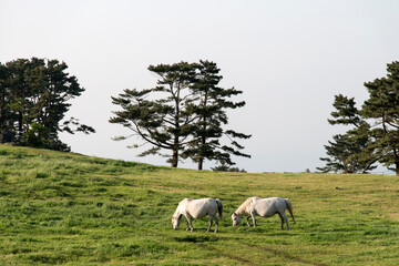 View of the grazing horses on the hill