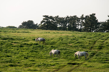 View of the grazing horses on the hill