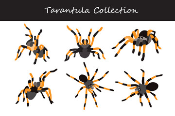 tarantula vector illustration set. Cute tarantula isolated on white background.