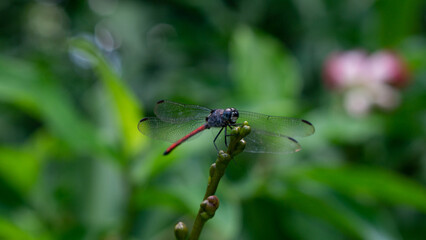 red dragonfly on a green leaf. Lathrecista asiatica