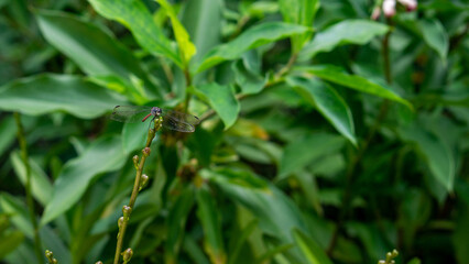 red dragonfly on a green leaf. Lathrecista asiatica