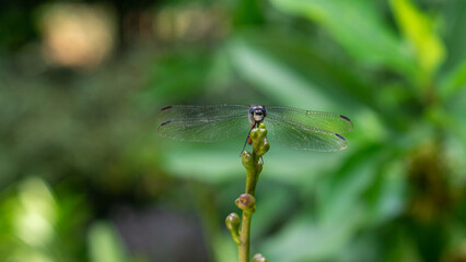 red dragonfly on a green leaf. Lathrecista asiatica
