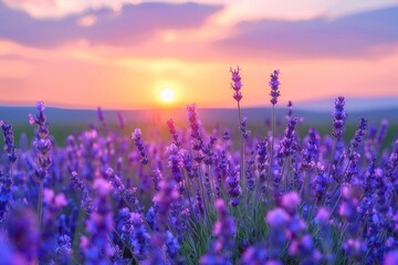 Fototapeta premium Lavender field at sunset