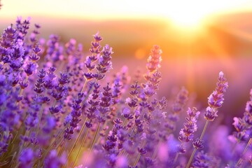 Lavender field at sunset