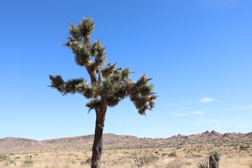 joshua tree national park