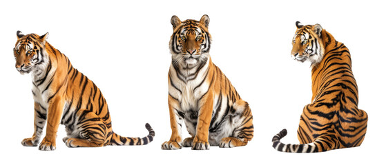 A stunning tiger in various regal stances, its striking colors and stripes accentuated against a white backdrop