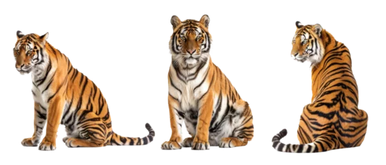 Stoff pro Meter A stunning tiger in various regal stances, its striking colors and stripes accentuated against a white backdrop © Daniel
