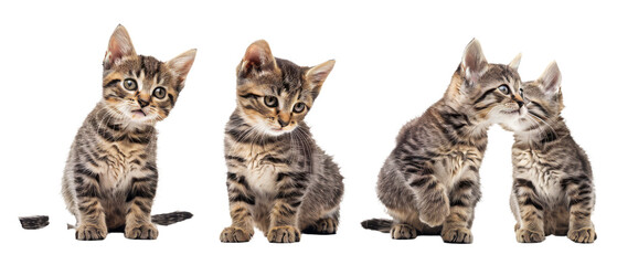 Two kittens sit attentively while one stands on hind legs with a curious tilt of the head, isolated against a white backdrop
