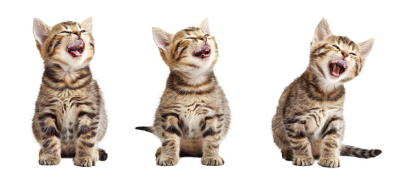 Three lively tabby kittens captured mid-yawn, displaying their tiny teeth, perfectly synchronized, isolated on white
