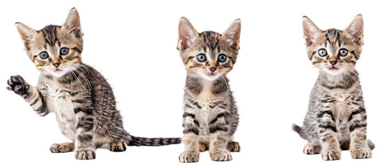 Three images of kittens engaging with the camera, showcasing their playful and exploratory behavior