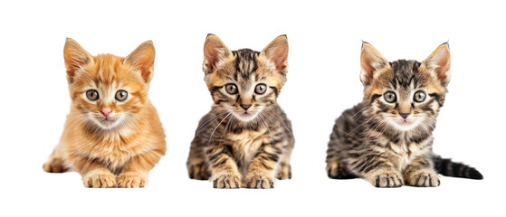 A captivating scene of three different breed kittens sitting together displaying the beauty of diversity in pets