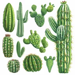 Zelfklevend behang Cactus Clipart illustration with various types of cacti on a white background.