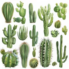Fotobehang Cactus Clipart illustration with various types of cacti on a white background.