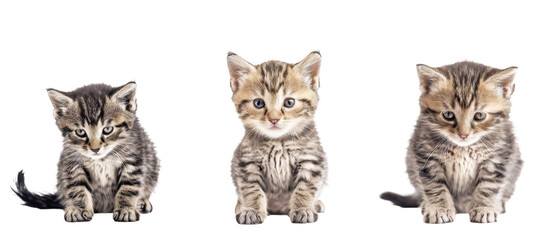 Three charming tabby kittens captured in distinct poses with a sharp focus, highlighting their delicate features and expressions on a pristine backdrop