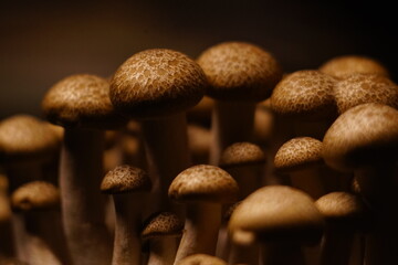 Growing mushrooms close-up