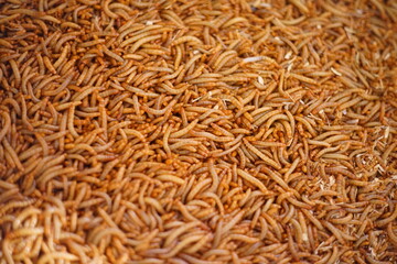 Dense live mealworms
