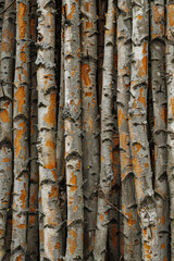 Obraz premium Texture of tree trunks